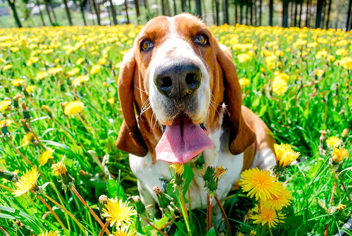 basset-hound