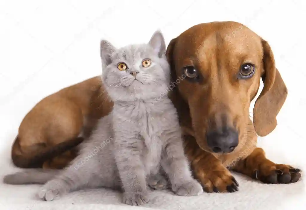 depositphotos_5026112-stock-photo-cat-and-dog